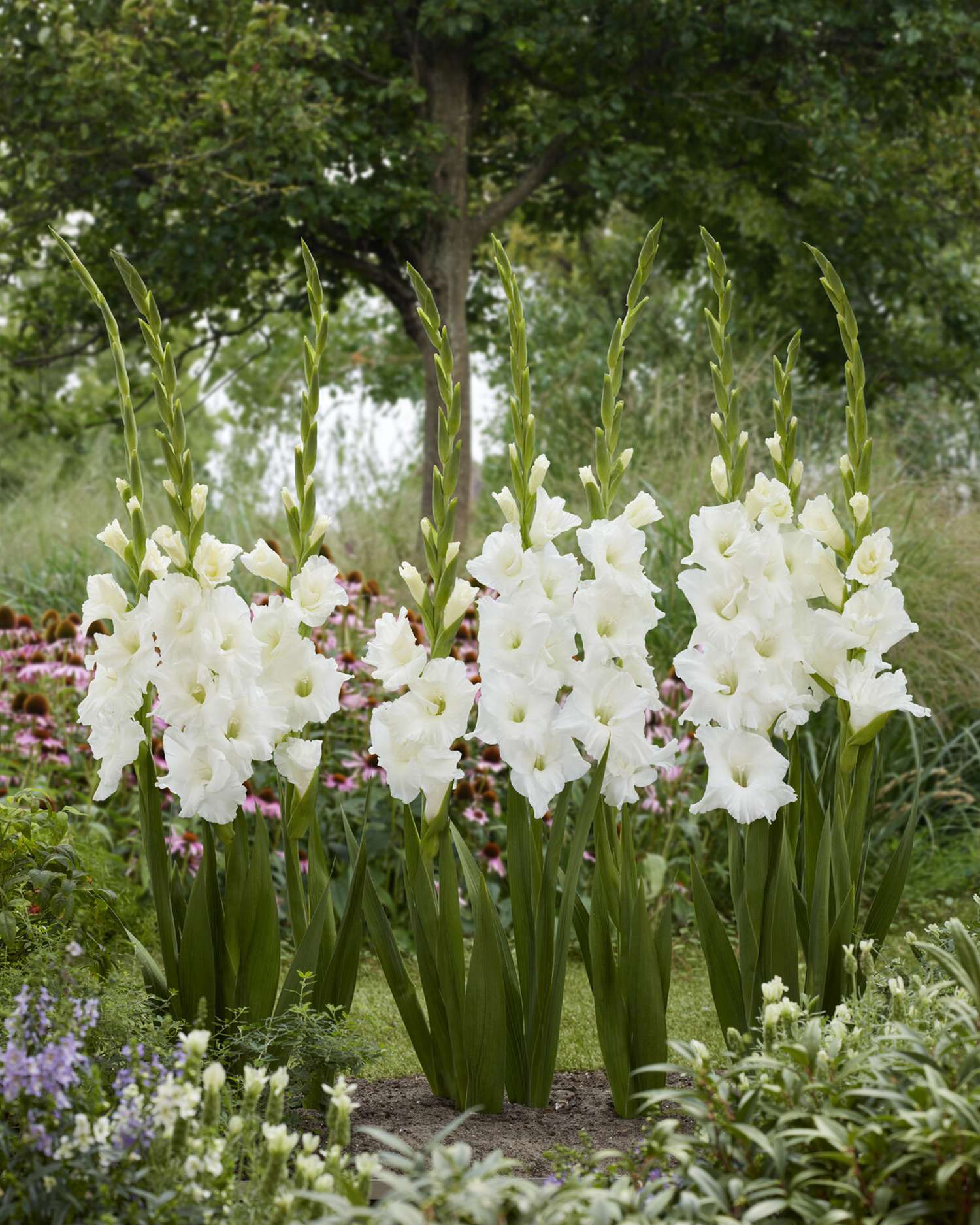 Gladiolus 'Essential®'